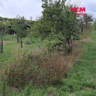 Prodej zemědělské půdy 610 m² Vlkoš, Vlkoš, okres Hodonín