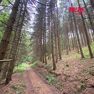 Prodej lesa 11485 m² Strážná, Strážná, okres Ústí nad Orlicí