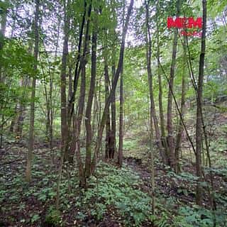 Prodej lesa 1204 m² Strážná, Strážná, okres Ústí nad Orlicí