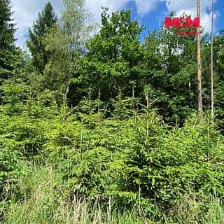 Prodej lesa 1272 m² Slabčice, Slabčice, okres Písek