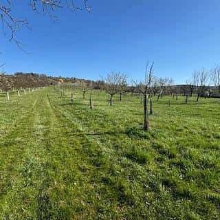 Prodej zemědělské půdy 2139 m² Strážnice, Strážnice, okres Hodonín