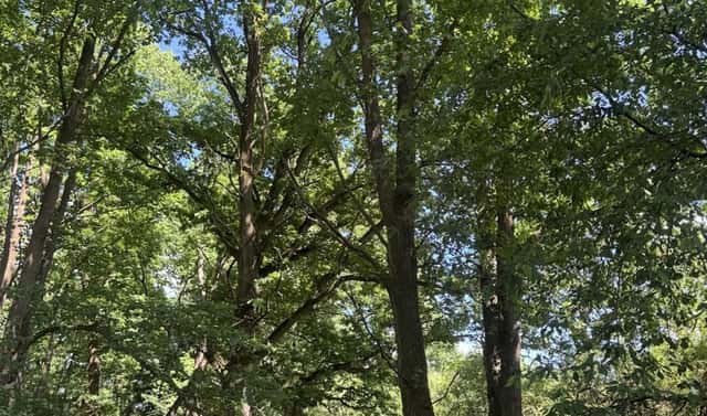 Prodej lesa 1 243 m², Kytlice – Dolní Falknov, okres Děčín
