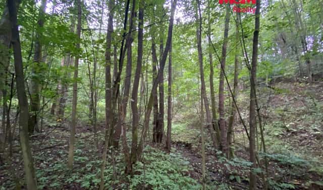 Prodej lesa 1 204 m², Strážná, okres Ústí nad Orlicí