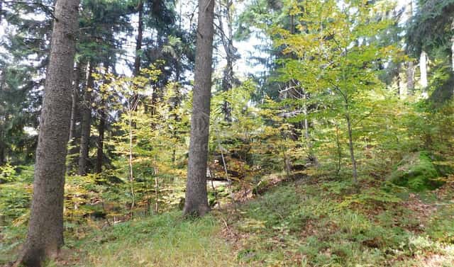 Prodej louky 1 588 m², Lučany nad Nisou, okres Jablonec nad Nisou