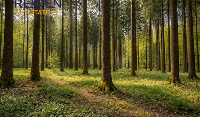 Prodej lesa 7 973 m², Klenovice, okres Tábor