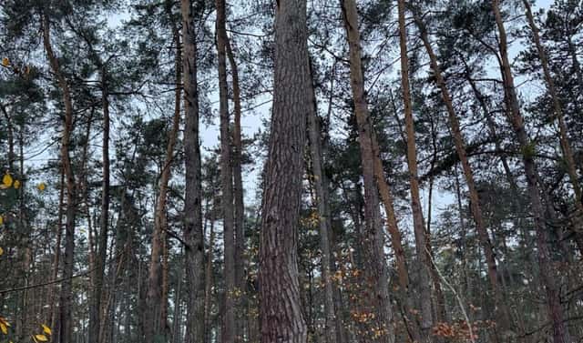 Prodej lesa 7 349 m², Třebestovice – Drnovice, okres Nymburk