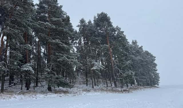 Prodej lesa 2 590 m², Nýřany, okres Plzeň-sever