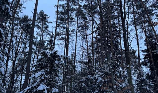 Prodej lesa 59 634 m², Dobšín – Filipov, okres Mladá Boleslav