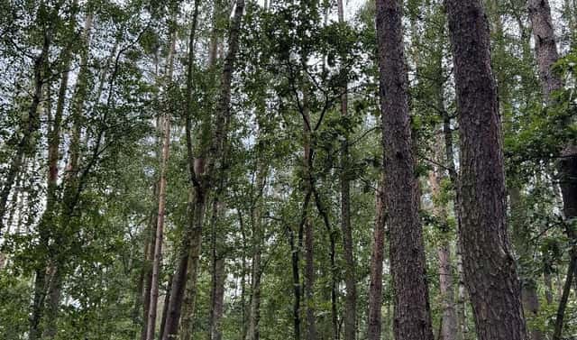 Prodej lesa 2 081 m², Přelouč – Dolní Bělá, okres Pardubice
