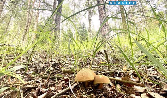 Prodej lesa 4 497 m², Koroužné, okres Žďár nad Sázavou