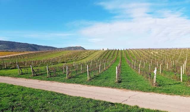 Prodej pozemku 9 794 m², Pavlov, okres Břeclav