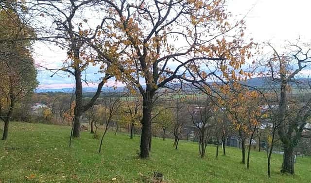 Prodej zahrady 3 492 m², Přílepy, okres Kroměříž