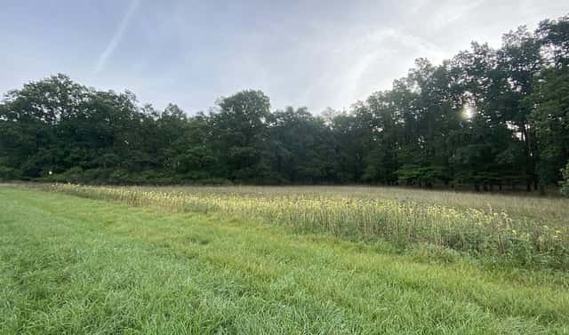 Prodej louky 2 972 m², Ostřetín – Vysoká u Holic, okres Pardubice