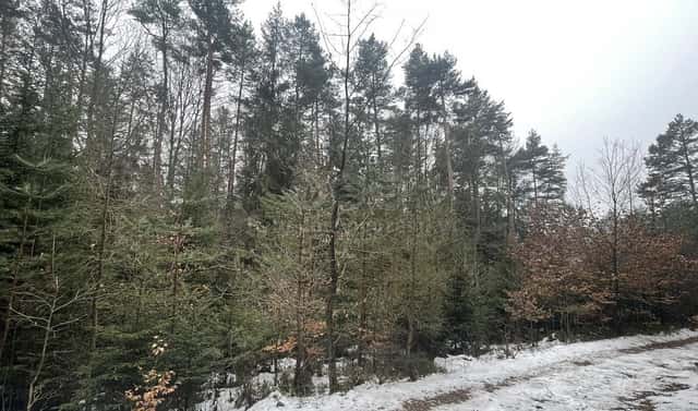 Prodej lesa 12 219 m², Záhoří – Smrčí, okres Semily