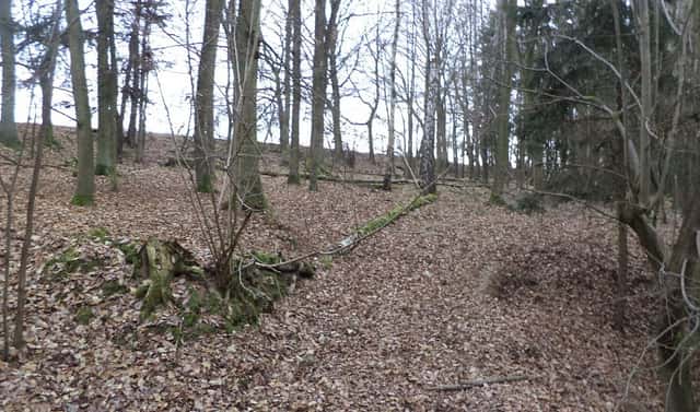 Prodej lesa 28 299 m², Křečovice – Nahoruby, okres Benešov
