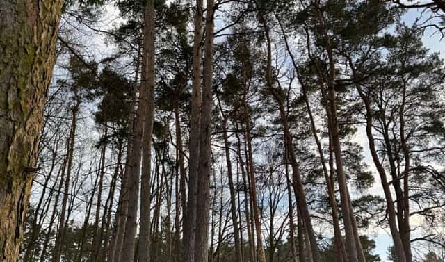 Prodej lesa 8 497 m², Dolany, okres Klatovy