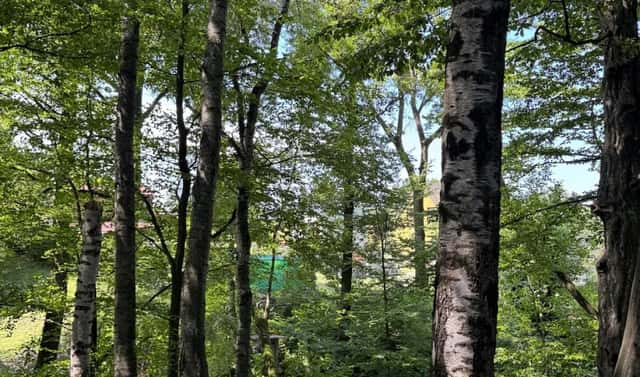 Prodej lesa 11 962 m², Horní Bříza, okres Plzeň-sever