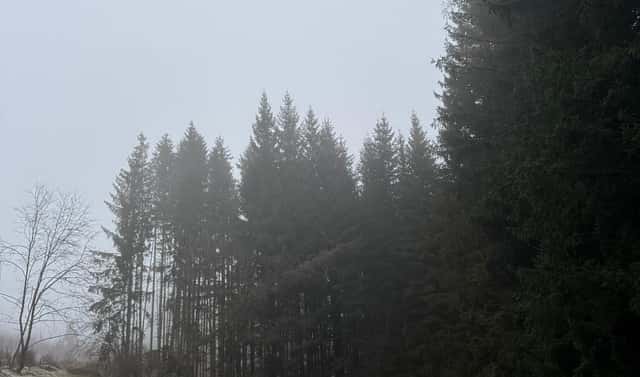 Prodej lesa 24 200 m², Františkov nad Ploučnicí, okres Děčín