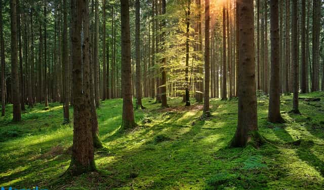 Prodej lesa 40 093 m², Strážná, okres Ústí nad Orlicí