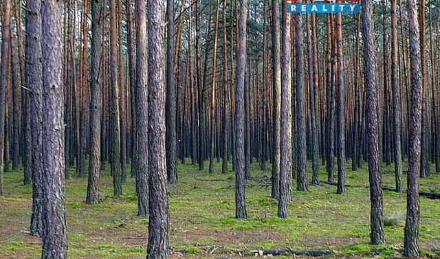 Prodej lesa 6 740 m², Kralovice, okres Plzeň-sever