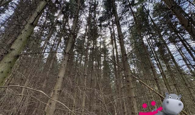Prodej lesa 6 930 m², Pitín, okres Uherské Hradiště