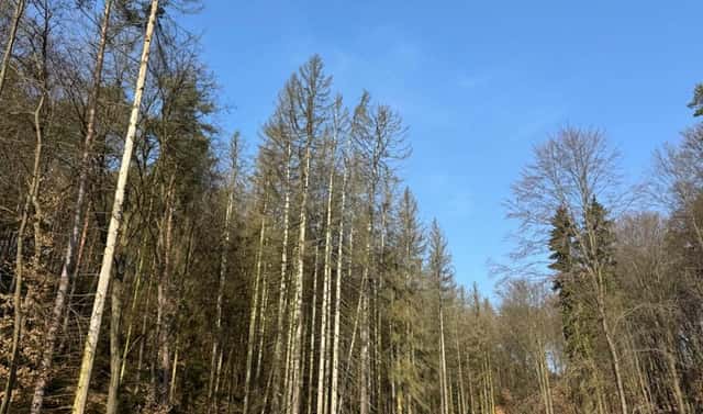 Prodej lesa 9 083 m², Nosálov, okres Mělník