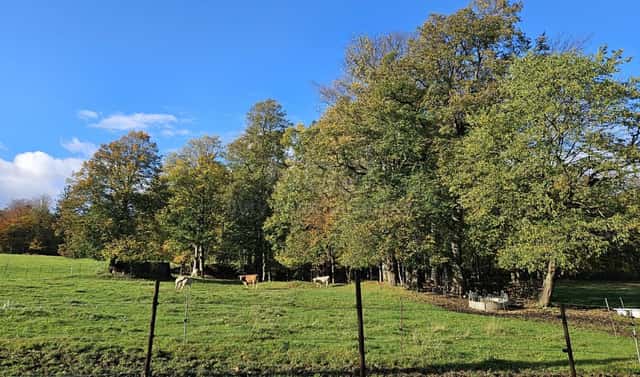 Prodej pozemku 2 133 m², Zlaté Hory, okres Jeseník