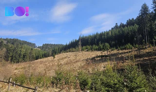 Prodej lesa 58 310 m², Jasenná, okres Zlín