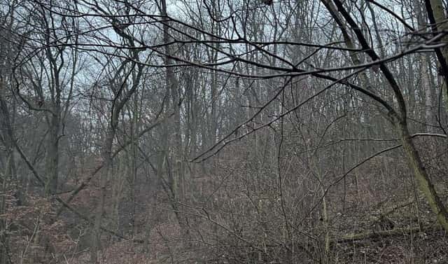 Prodej lesa 1 184 m², Chuderov – Nýřany, okres Ústí nad Labem