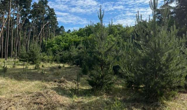 Prodej lesa 8 713 m², Vracov, okres Hodonín