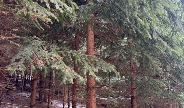Prodej lesa 18 019 m², Ublo – Nová Huť, okres Zlín