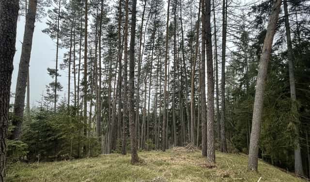 Prodej lesa 20 194 m², Pecka, okres Jičín