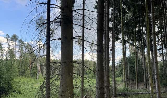 Prodej lesa 15 904 m², Dolany, okres Plzeň-sever