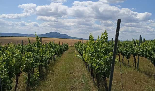 Prodej pozemku 13 493 m², Starovice, okres Břeclav