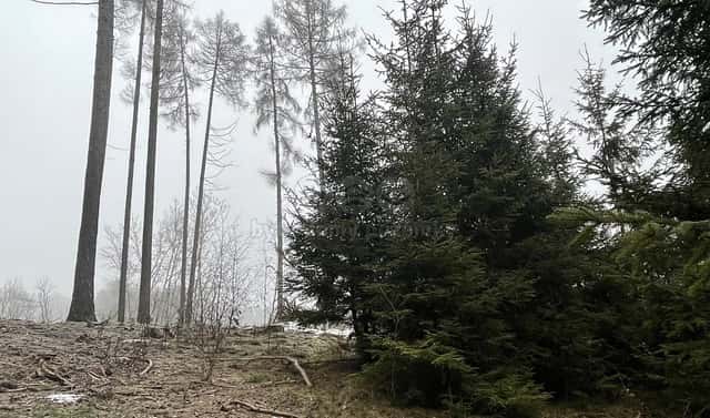 Prodej lesa 30 934 m², Ratibořské Hory – Vřesce, okres Tábor