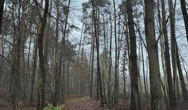 Prodej lesa 4 056 m², Přelouč – Dolní Bělá, okres Pardubice