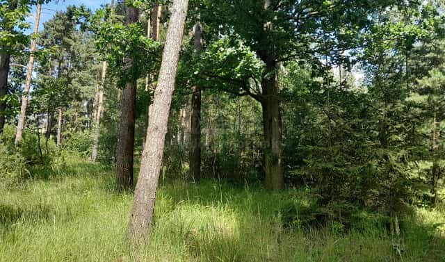 Prodej lesa 18 400 m², Putim, okres Písek