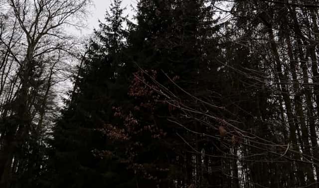 Prodej lesa 6 263 m², Předslav – Rumburk 1, okres Klatovy