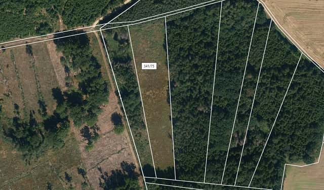 Prodej lesa 8 547 m², Stehlovice, okres Písek