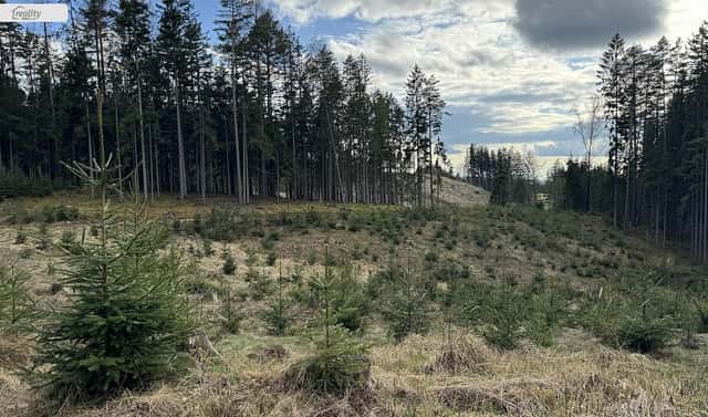 Prodej lesa 35 108 m², Pecka – Staňkov, okres Jičín