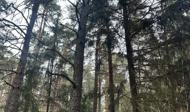 Prodej lesa 11 497 m², Koloveč – Nýřany, okres Domažlice