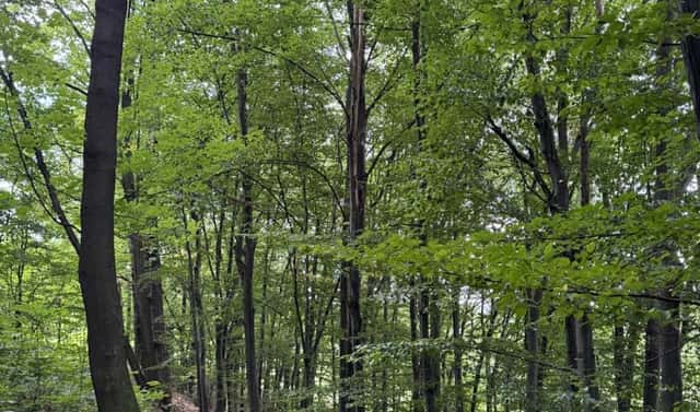 Prodej lesa 7 118 m², Nýřany, okres Plzeň-sever