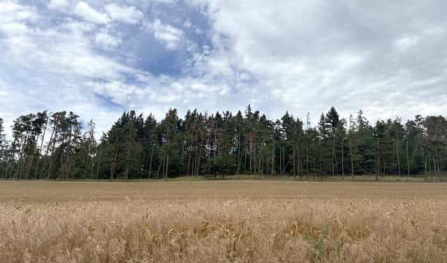 Prodej lesa 27 968 m², Rybníky, okres Příbram