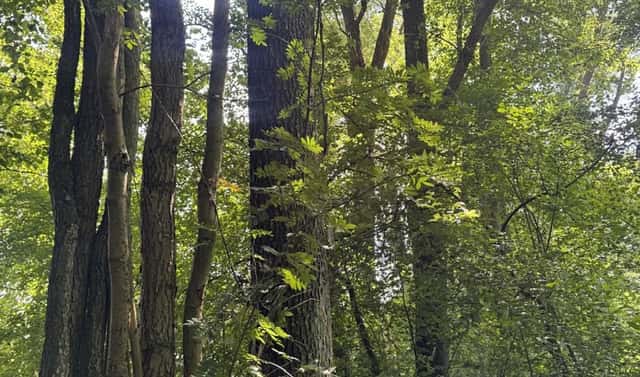 Prodej lesa 6 851 m², Dobříč – Čivice, okres Plzeň-sever