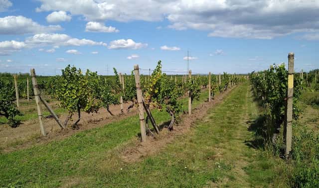 Prodej pozemku 5 491 m², Zámek, Valtice, okres Břeclav