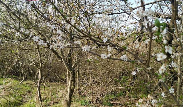Prodej stavebního pozemku 6 194 m², Rožďalovice – Hasina, okres Nymburk