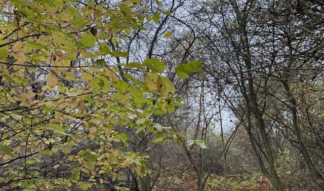 Prodej pozemku 9 174 m², Průhonice – Nýřany, okres Praha-západ