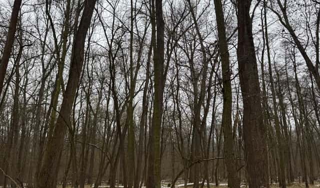 Prodej lesa 2 268 m², Přerov nad Labem – Drnovice, okres Nymburk