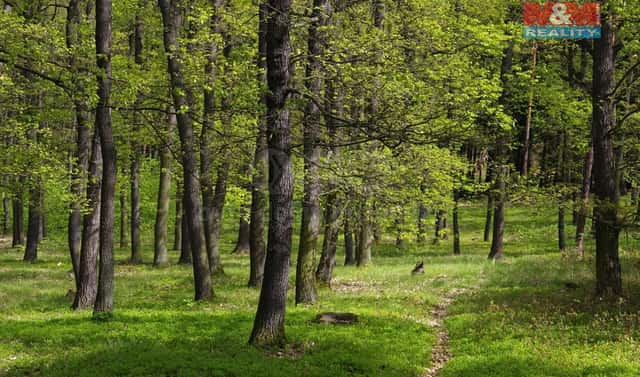 Prodej lesa 2 146 m², Nýdek, okres Frýdek-Místek