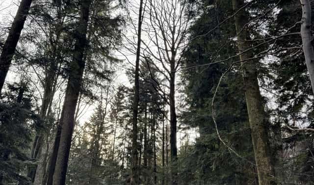 Prodej lesa 1 840 m², Huslenky – Velešovice, okres Vsetín